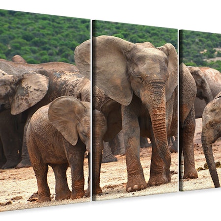 Ljuddämpande tavla -  Elephant herd in Africa