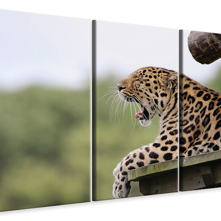 Ljuddämpande tavla -  Tired Leopard