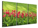 Ljuddämpande tavla -  Red tulip field in the sunlight