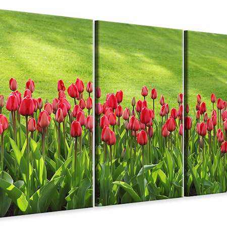 Ljuddämpande tavla -  Red tulip field in the sunlight