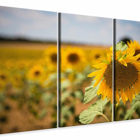 Ljuddämpande tavla -  A sunflower in the field