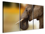 Ljuddämpande tavla -  Elephant Close up
