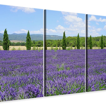 Ljuddämpande tavla -  Magnificent lavender field
