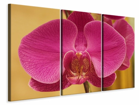 Ljuddämpande tavla -  Close up orchid in pink
