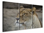 Ljuddämpande tavla -  Head of a lioness