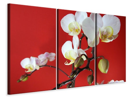 Ljuddämpande tavla -  White orchids on red wall
