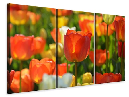 Ljuddämpande tavla -  Close up tulip field