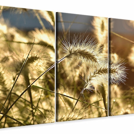 Ljuddämpande tavla -  Ornamental grass in the sunlight