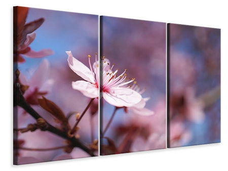 Ljuddämpande tavla -  Close up cherry blossom