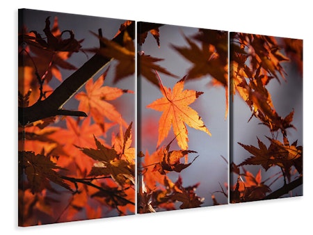 Ljuddämpande tavla -  Maple leaves in autumn