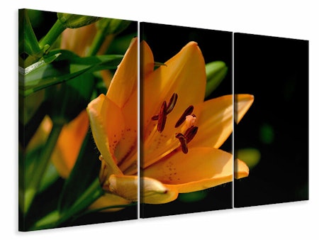 Ljuddämpande tavla -  Close up lily in orange