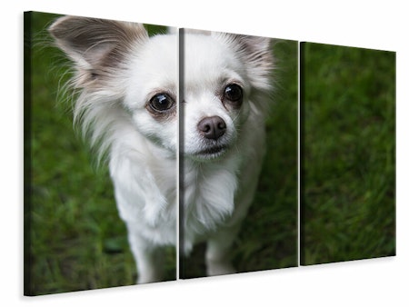 Ljuddämpande tavla -  Chihuahua look