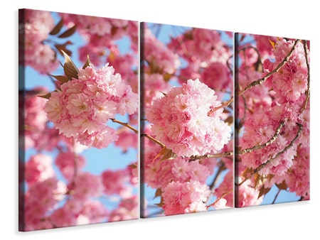 Ljuddämpande tavla -  Beautiful cherry blossoms