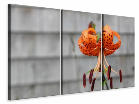 Ljuddämpande tavla -  The blossom of the Tiger Lily