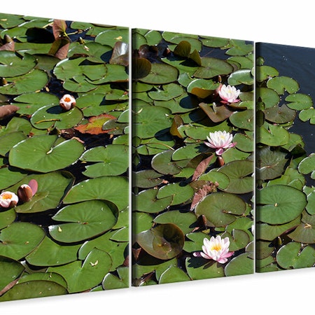 Ljuddämpande tavla -  White water lilies in the pond