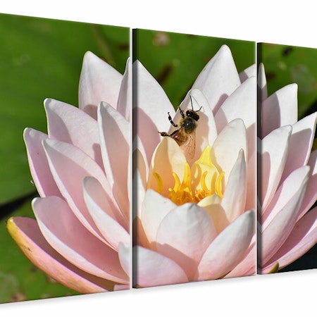 Ljuddämpande tavla -  The bee on the water lily