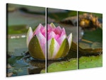Ljuddämpande tavla -  XL water lily in pink