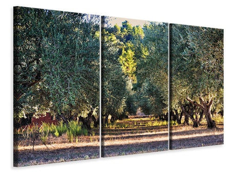 Ljuddämpande tavla -  Magnificent olive trees
