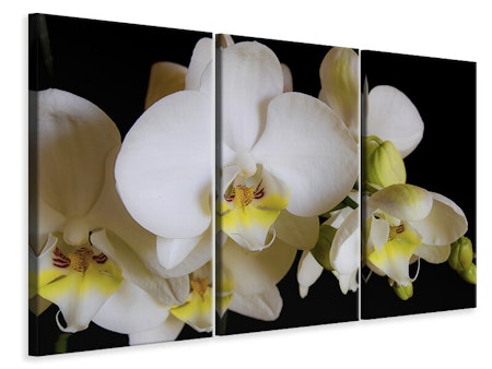 Ljuddämpande tavla -  White orchids in bloom