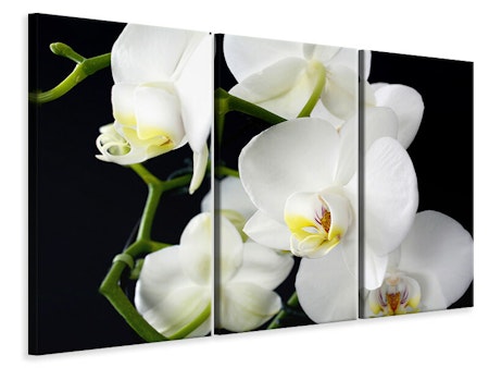 Ljuddämpande tavla -  Orchid close up