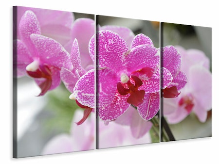 Ljuddämpande tavla -  Purple orchids in bloom