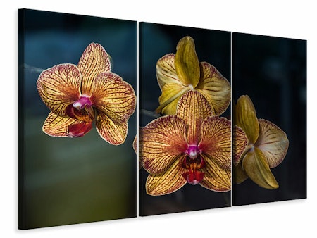 Ljuddämpande tavla -  Orchidaceae