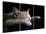 Ljuddämpande tavla -  Lazy cat