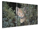 Ljuddämpande tavla -  Tiger Kitten