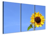 Ljuddämpande tavla -  Sunflower with blue sky