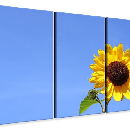 Ljuddämpande tavla -  Sunflower with blue sky