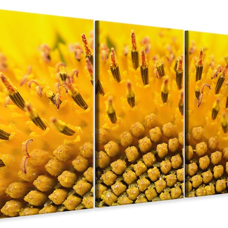 Ljuddämpande tavla -  The buds of the sunflower in XXL