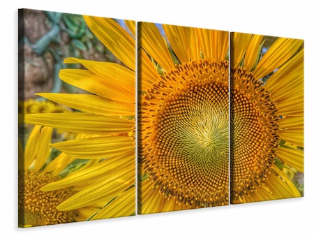 Ljuddämpande tavla -  Inflorescence of a sunflower