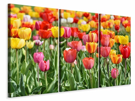 Ljuddämpande tavla -  A colorful tulip field