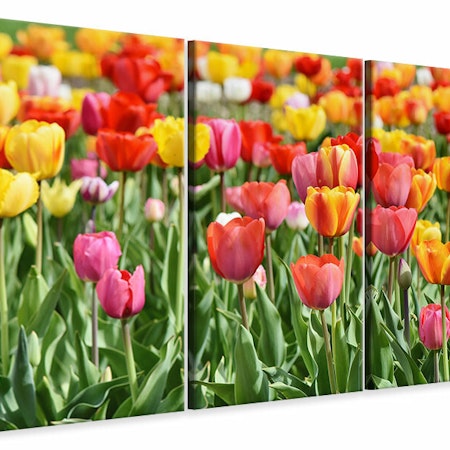 Ljuddämpande tavla -  A colorful tulip field