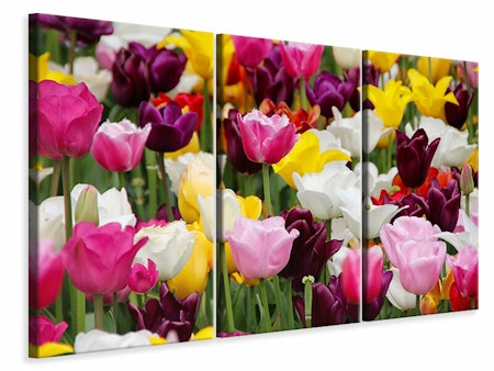 Ljuddämpande tavla -  Colorful tulip field