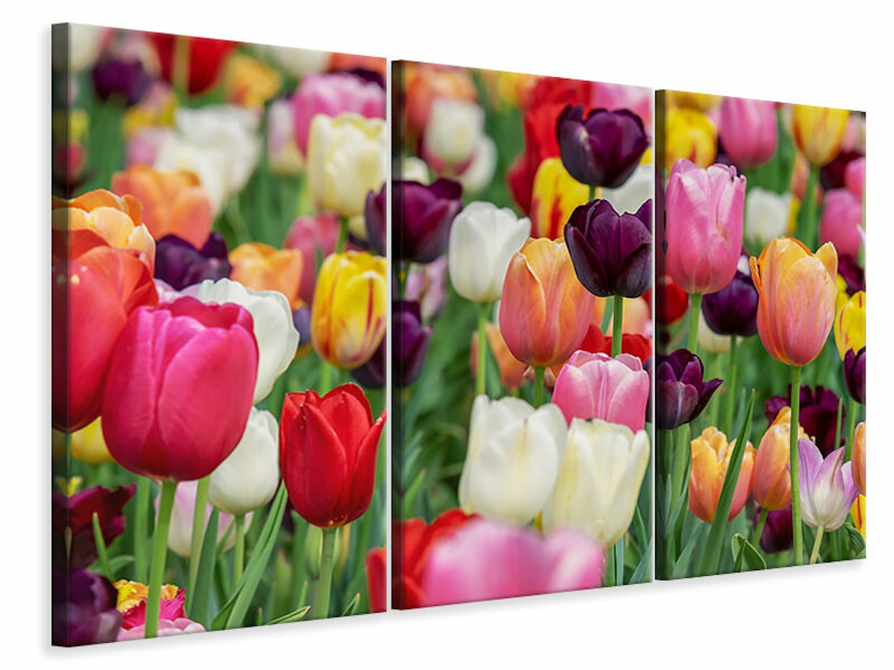 Ljuddämpande tavla -  The colors of the tulips