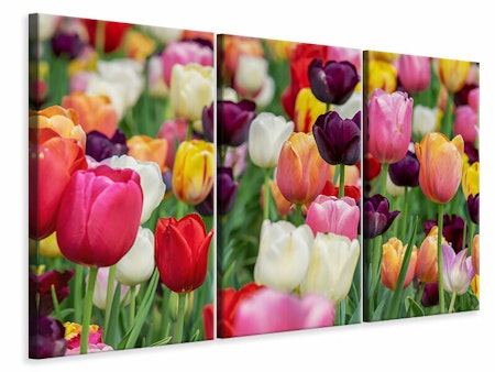 Ljuddämpande tavla -  The colors of the tulips