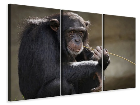 Ljuddämpande tavla -  Sweet chimpanzee
