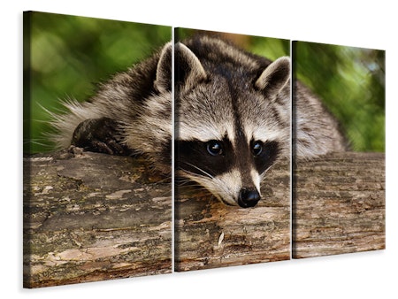 Ljuddämpande tavla -  The cute raccoon