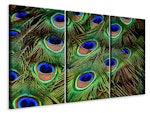 Ljuddämpande tavla -  Peacock feathers XXL