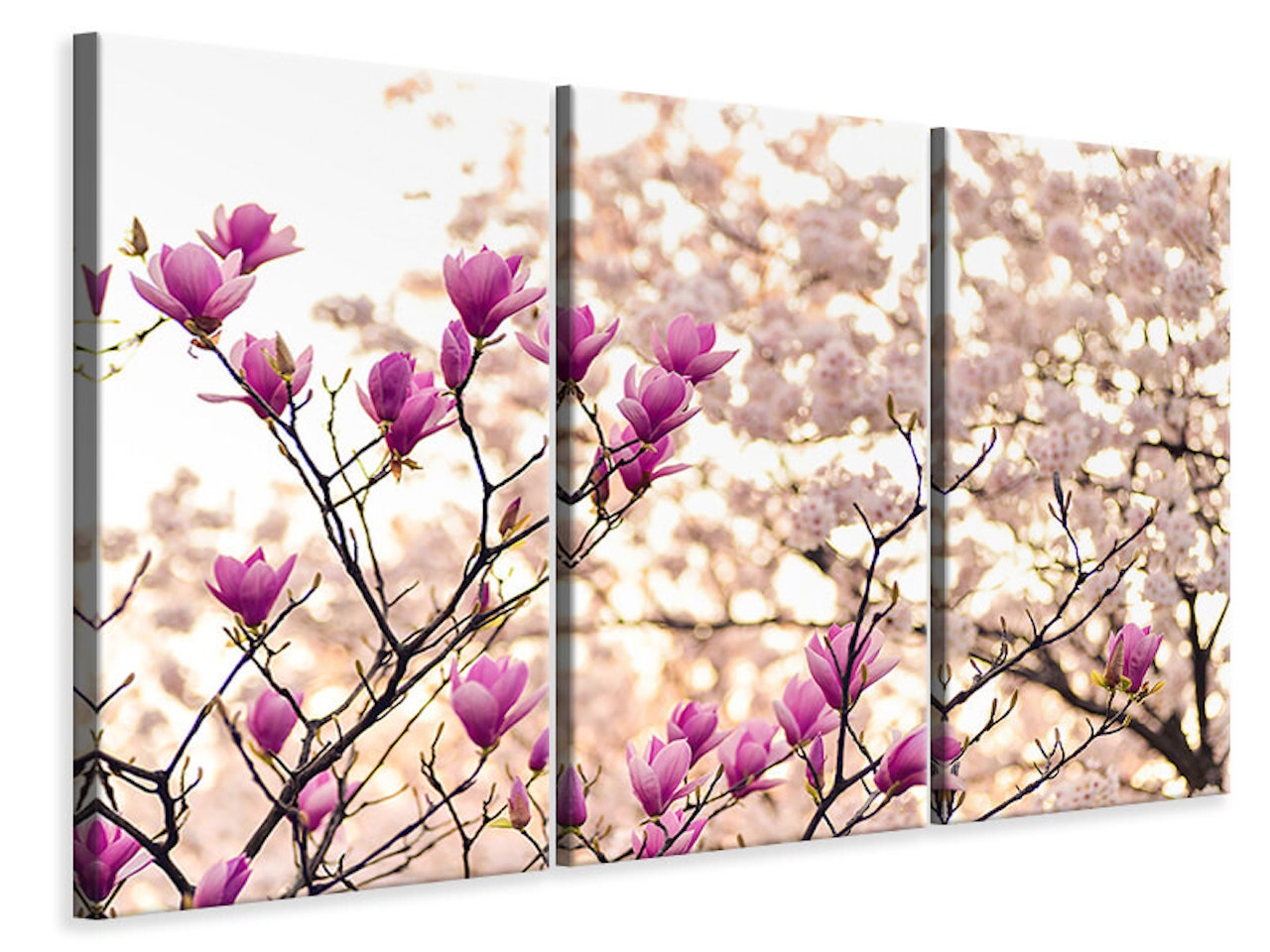 Ljuddämpande tavla -  Beautiful magnolia XL