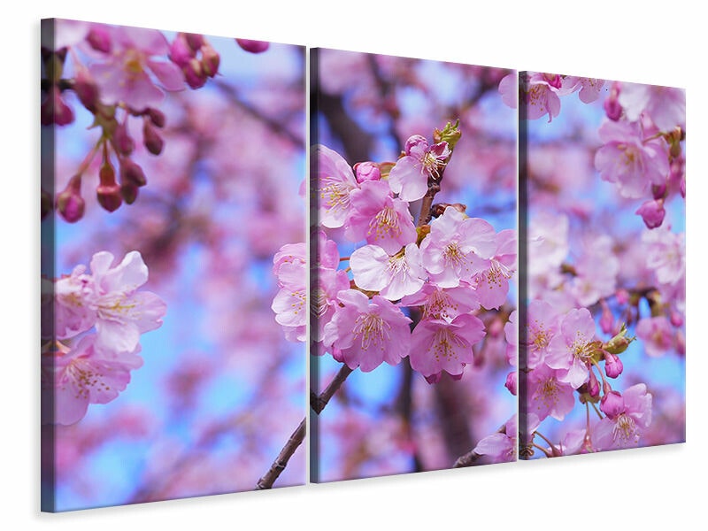 Ljuddämpande tavla -  Gorgeous cherry blossom