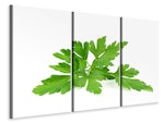 Ljuddämpande tavla -  Leaves of parsley
