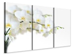 Ljuddämpande tavla -  White Orchids