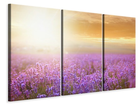 Ljuddämpande tavla -  Sunset In Lavender Field