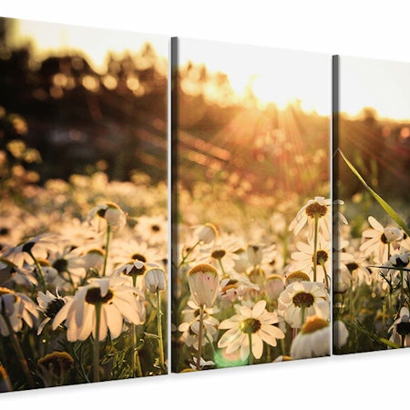 Ljuddämpande tavla -  Daisies At Sunset