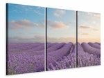 Ljuddämpande tavla -  The Blooming Lavender Field
