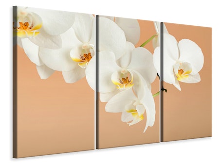 Ljuddämpande tavla -  White Orchid Flowers