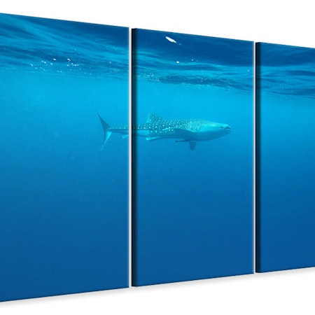Ljuddämpande tavla -  The Whale Shark