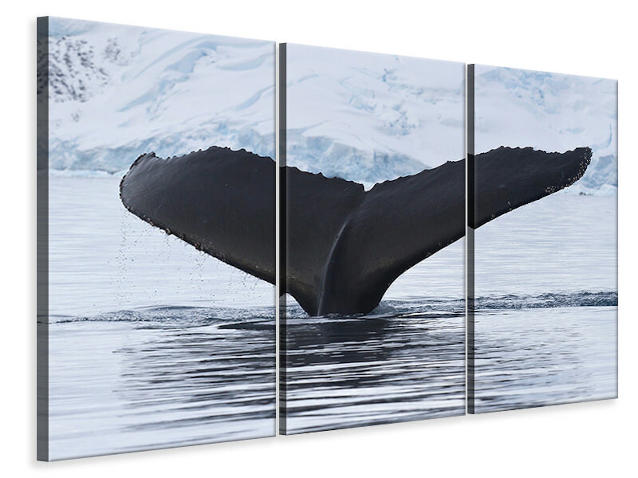 Ljuddämpande tavla -  The Humpback Whale
